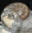 Hoploscaphites Brevis Ammonite - South Dakota #44024-1